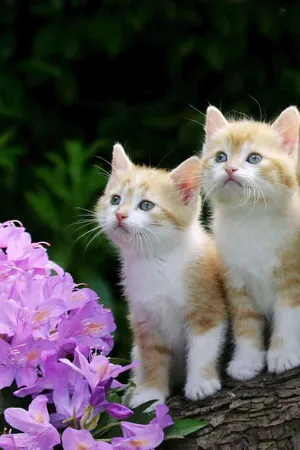 Cute Ginger Kittens On Wooden Log Wallpaper