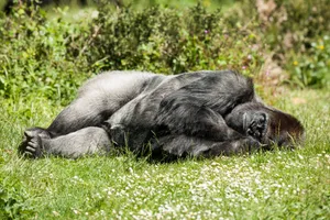 Cute Gorilla Sleeping Wallpaper