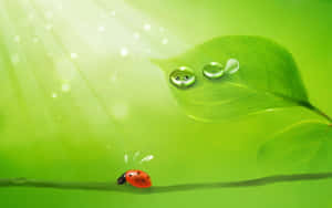 Cute Green Kawaii Morning Dew And Ladybug Wallpaper