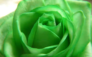 Cute Green Rose Close-up Wallpaper