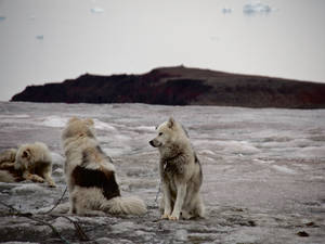 Cute Greenland Dogs Wallpaper