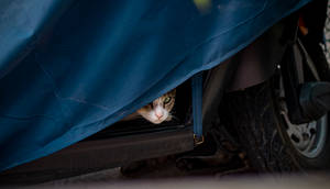 Cute Hd Peeking Cat Wallpaper