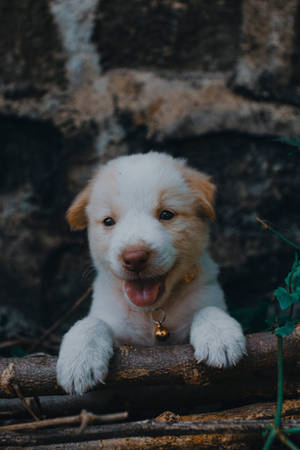 Cute Hd White Puppy Wallpaper