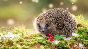 Cute Hedgehog Loves To Play Wallpaper
