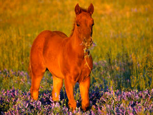 Cute Horse Feeding On Lavender Wallpaper