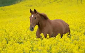 Cute Horse On Flower Field Wallpaper