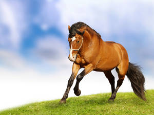 Cute Horse Running On Field Wallpaper