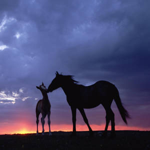 Cute Horse Under The Clouds Wallpaper