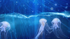 Cute Jellyfish In Ocean Wallpaper
