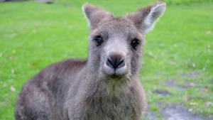 Cute Kangaroo Close-up Wallpaper