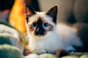 Cute Kitten On Green Sheets Wallpaper