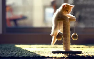Cute Kitten Playing Wallpaper