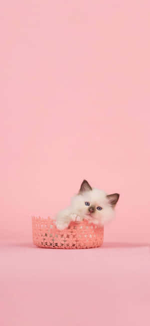 Cute Kittenin Pink Basket Wallpaper