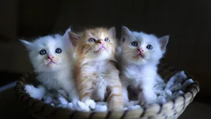 Cute Kittens Inside Brown Woven Basket Wallpaper