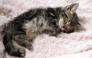 Cute Kitty Sleeping Peacefully Wallpaper