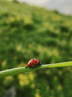 Cute Ladybug Iphone Cover Wallpaper