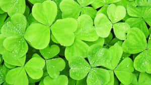 Cute Light Green Clover Leaves Wallpaper