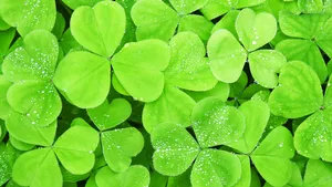 Cute Light Green Clover Leaves Wallpaper