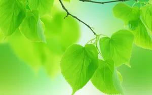 Cute Light Green Leaves Wallpaper
