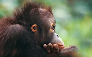 Cute Monkey On Side View Wallpaper