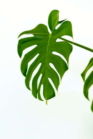 Cute Monstra Plant Leaf Wallpaper
