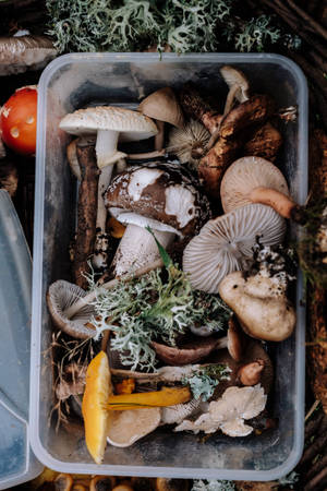 Cute Mushrooms Inside Tupperware Wallpaper