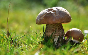 Cute Mushrooms Of Different Sizes On Grass Wallpaper