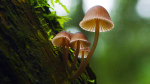 Cute Mycena Renati Mushrooms On Tree Wallpaper