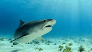 Cute Ocean Black Shark Wallpaper