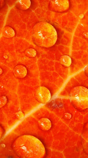 Cute Orange Leaf With Water Droplets Wallpaper