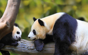 Cute Pandas Looking At Each Other Wallpaper