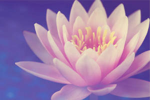 Cute Pastel Aesthetic Pink Lotus Flower Wallpaper