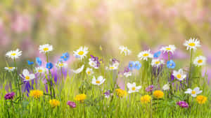 Cute Pastel Spring Flowers Wallpaper