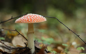 Cute Pink Mushroom With Twig Wallpaper