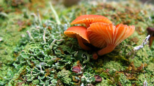 Cute Pink Mushrooms With Wavy Caps Wallpaper