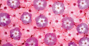 Cute Pink Purple Garden Phlox Flower Wallpaper