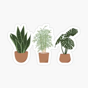 Cute Plant Indoors Wallpaper