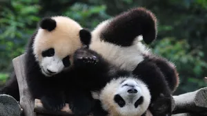 Cute Playing Panda Animals Laptop Wallpaper