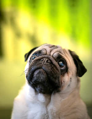 Cute Pug Candid Photograph Wallpaper