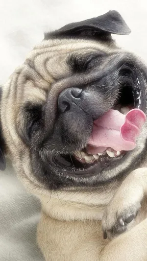 Cute Pug Happily Smiling Wallpaper