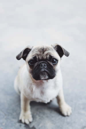 Cute Pug On A Concrete Road Wallpaper