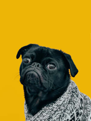 Cute Pug Wearing A Stylish Dress Wallpaper