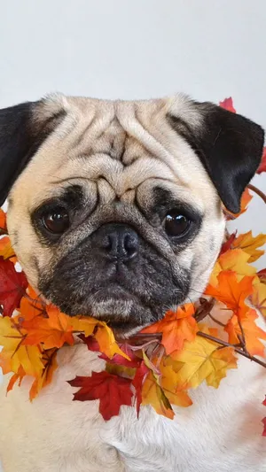 Cute Pug Wearing Maple Leaves Necklace Wallpaper