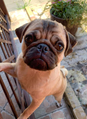 Cute Pug With A Brown Fur Wallpaper