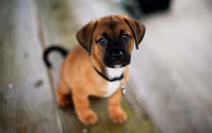 Cute Puggle Dog Breeds Wallpaper