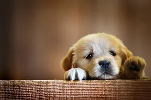 Cute Puppy For Girls Wallpaper