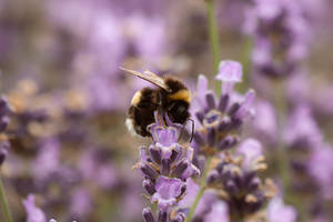 Cute Purple Bee Wallpaper