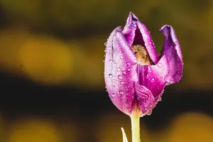 Cute Purple Flower Water Droplets Wallpaper