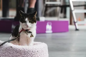 Cute Purple Gray Ladder Wallpaper