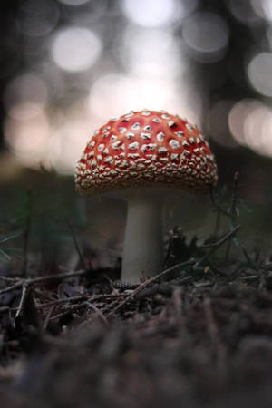 Cute Red Mushroom Growing On Soil Wallpaper